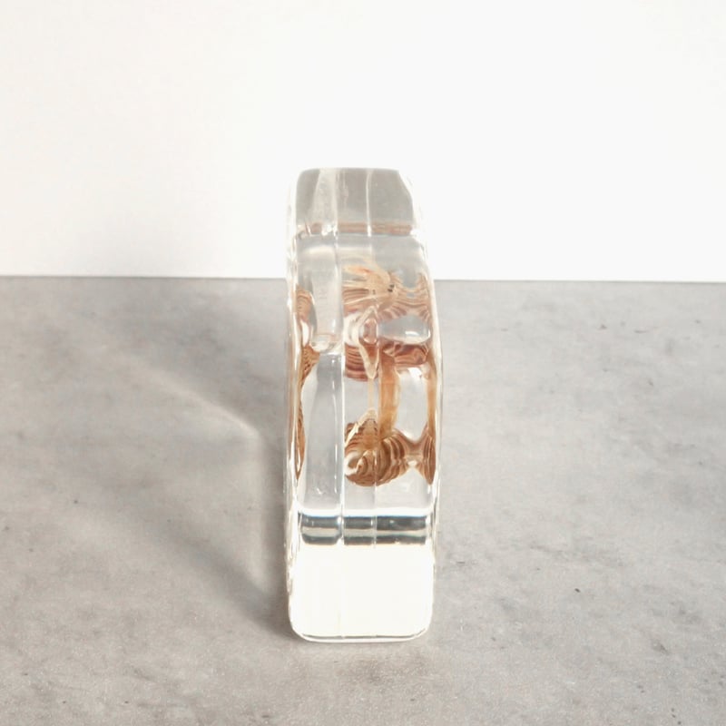 ユビナガホンヤドカリ樹脂封入標本 M (木製標本箱入り) | Atelier BIOTA