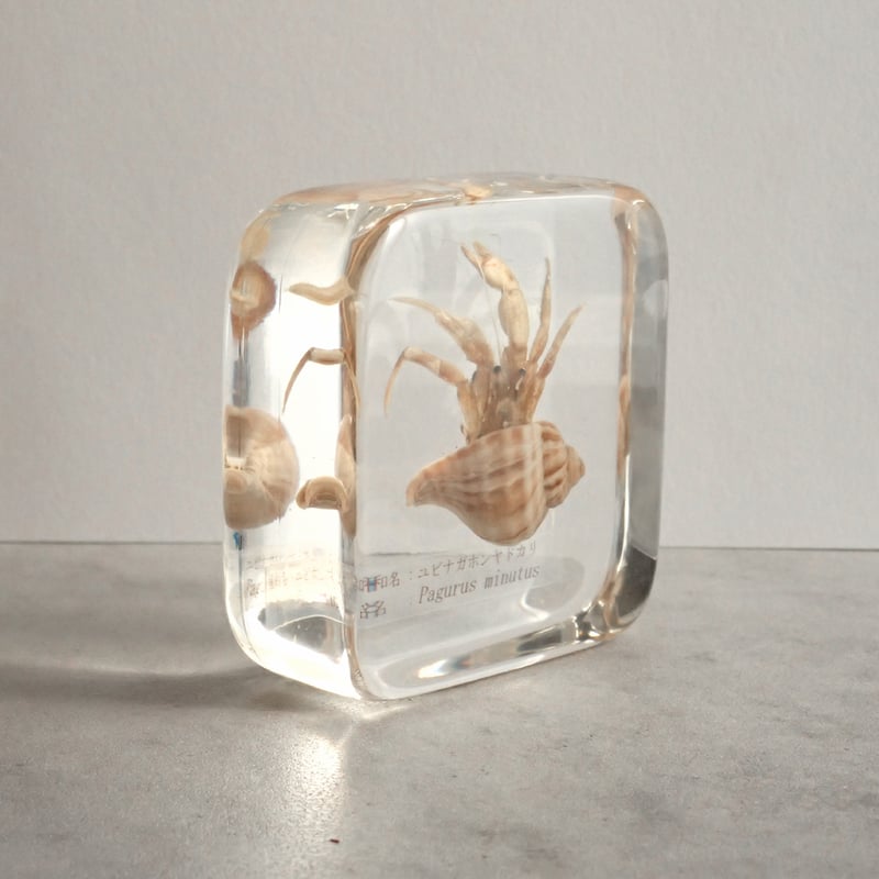 ユビナガホンヤドカリ樹脂封入標本 L (木製標本箱入り) | Atelier BIOTA