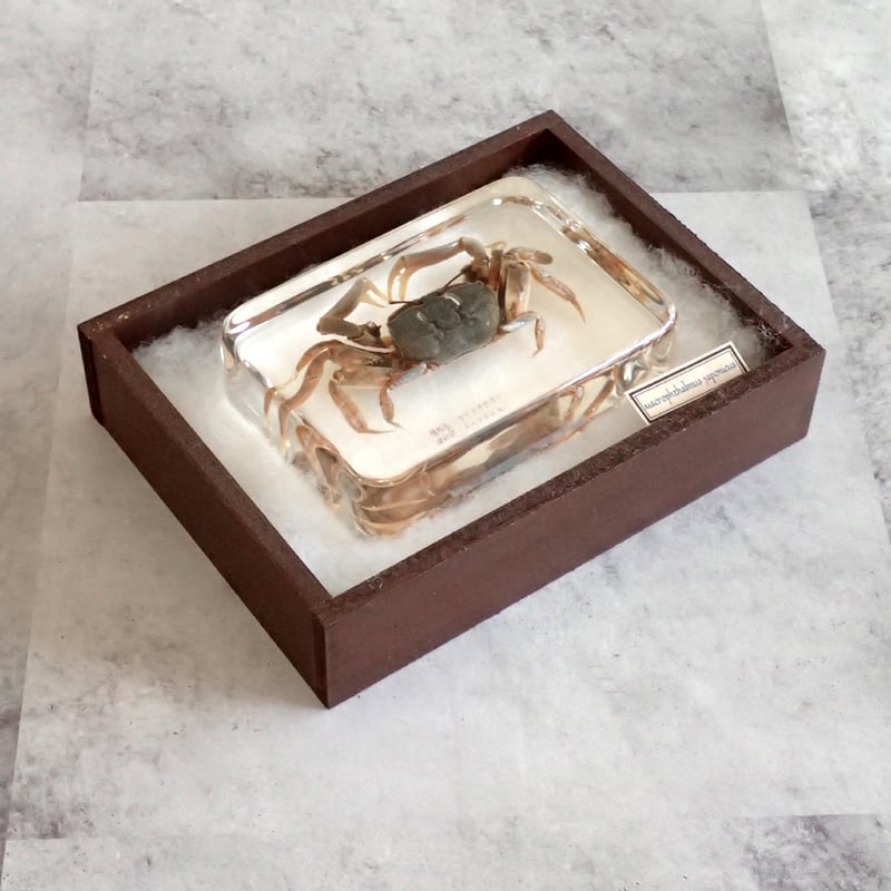 ヤマトオサガニ樹脂封入標本 3L (木製標本箱入り) | Atelier BIOTA