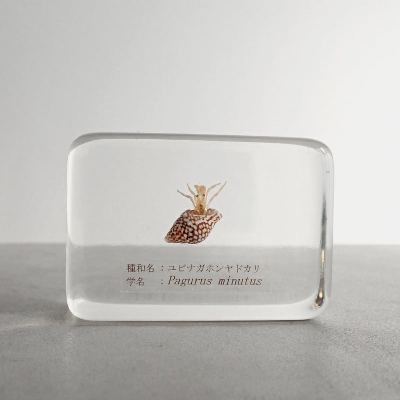ユビナガホンヤドカリ樹脂封入標本 M (木製標本箱入り) | Atelier BIOTA