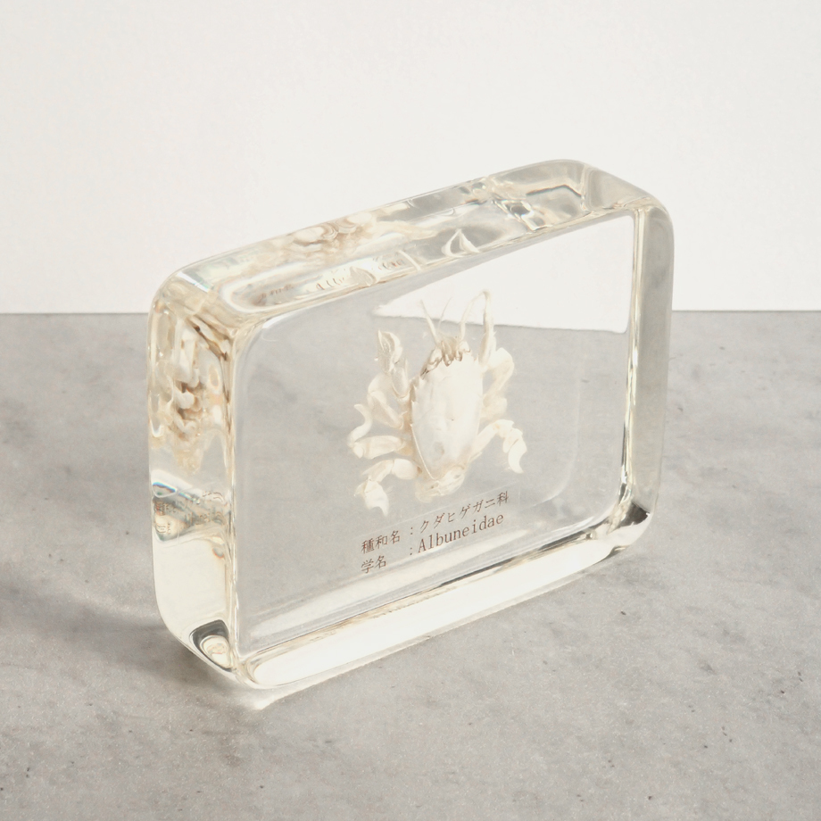 クダヒゲガニ 標本 約5cm カニ　乾燥標本　甲殻類 クダヒゲガニ 標本 約5cm カニ 乾燥標本 甲殻類 - メルカリ