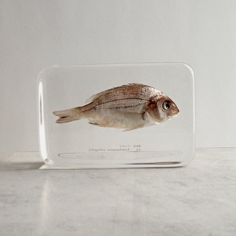 クロダイ樹脂封入標本 4L (木製標本箱入り) | Atelier BIOTA