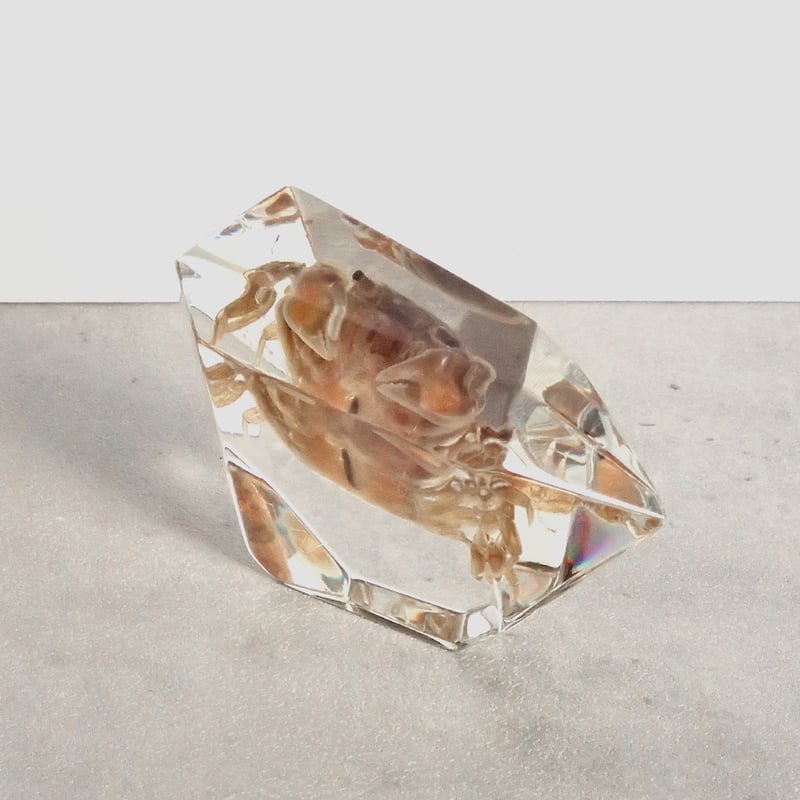 カニ類樹脂封入標本 C (木製標本箱入り) | Atelier BIOTA