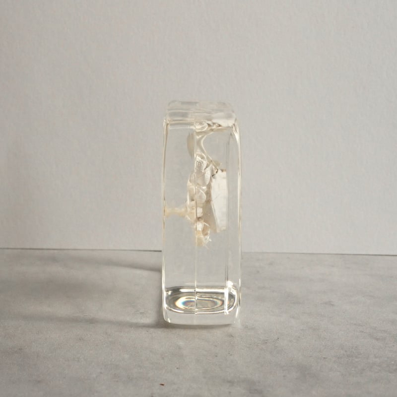 極小クダヒゲガニ 標本　カニ　乾燥標本　甲殻類 極小クダヒゲガニ 標本 カニ 乾燥標本 甲殻類