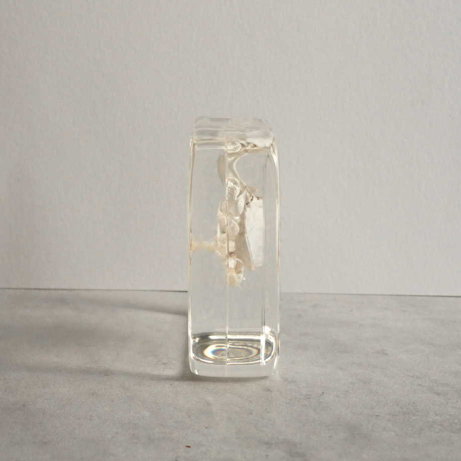 クダヒゲガニ科の一種樹脂封入標本 L (木製標本箱入り) | Atelier BIOTA
