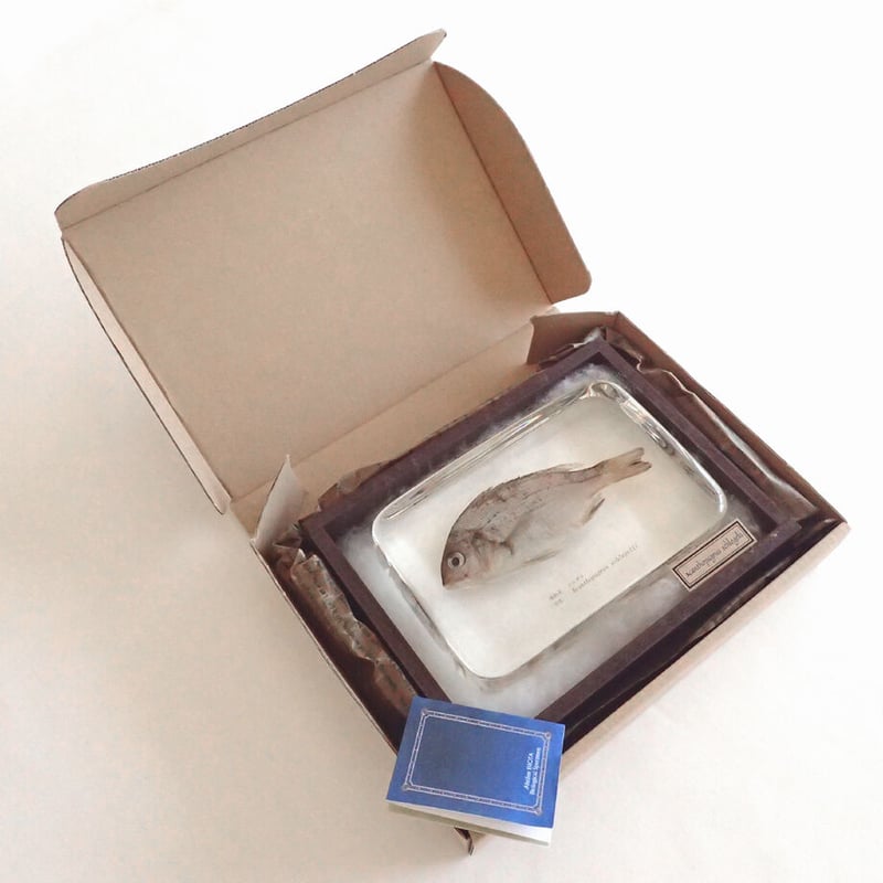 樹脂封入シロアリ女王卵巣標本 70mm★本当に珍しい標本★ 樹脂封入シロアリ女王卵巣標本 70mm☆本当に珍しい標本☆ 樹脂 標本