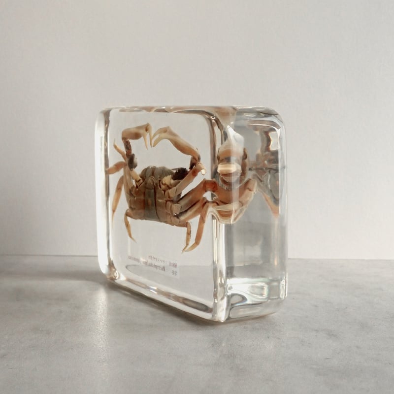 ヤマトオサガニ樹脂封入標本 3L (木製標本箱入り) | Atelier BIOTA