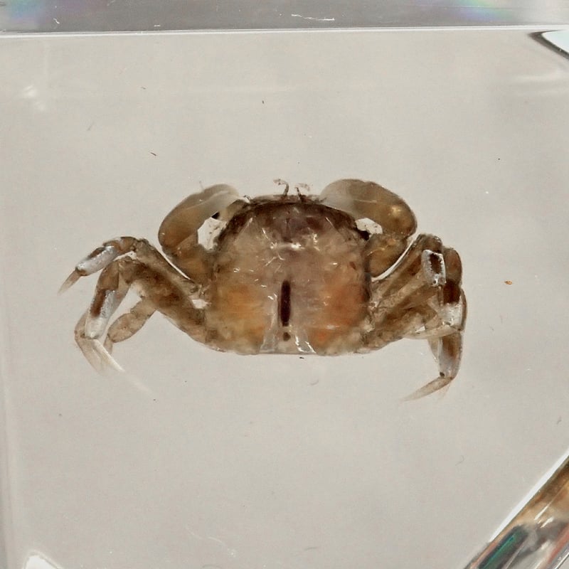 カニ類樹脂封入標本 C (木製標本箱入り) | Atelier BIOTA