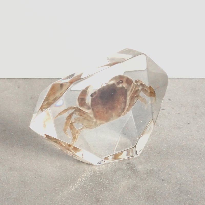 カニ類樹脂封入標本 C (木製標本箱入り) | Atelier BIOTA