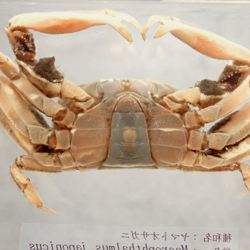 ヤマトオサガニ樹脂封入標本 3L (木製標本箱入り) | Atelier BIOTA