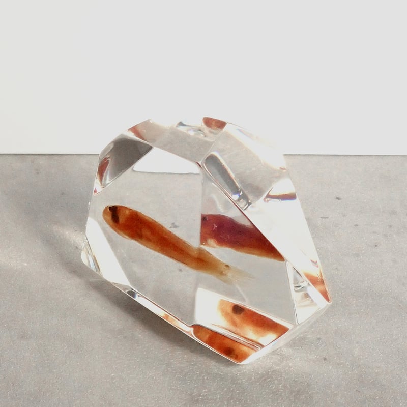 ぽ*け様 チョウザメ　レア　オブジェ　魚　 標本 　樹脂封入 ぽ*け様 チョウザメ レア オブジェ 魚 標本 樹脂封入 魚類樹脂