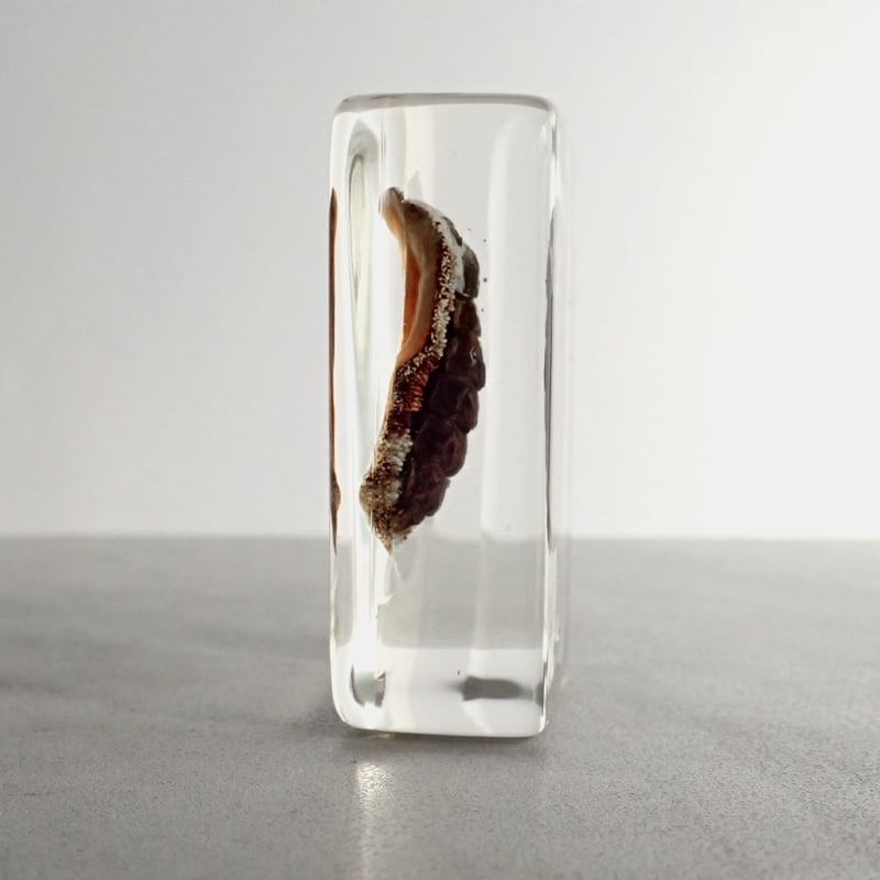 ヒザラガイ樹脂封入標本 M (木製標本箱入り) | Atelier BIOTA