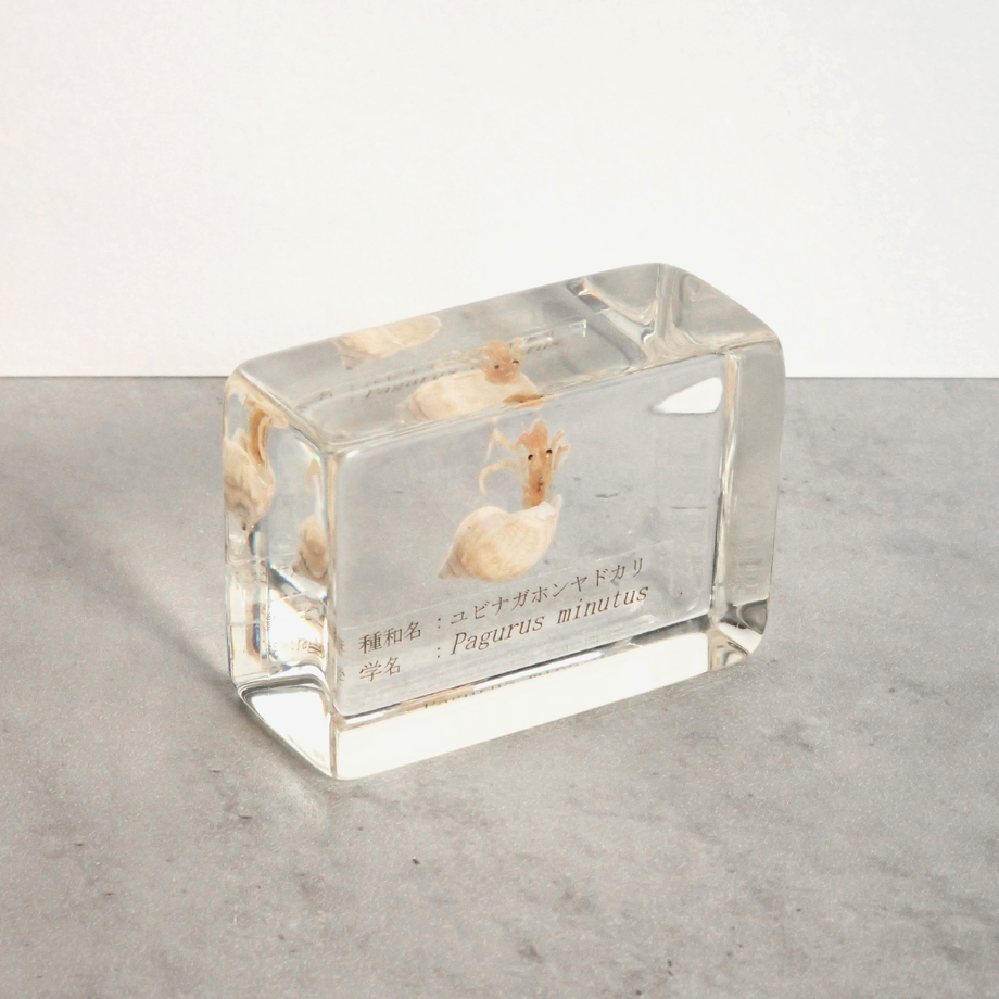 ユビナガホンヤドカリ樹脂封入標本 S (木製標本箱入り) | Atelier BIOTA