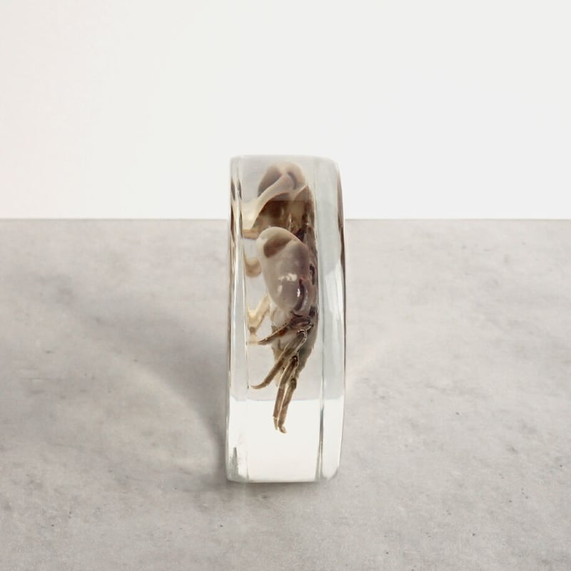 タカノケフサイソガニ樹脂封入標本 L (木製標本箱入り) | Atelier BIOTA