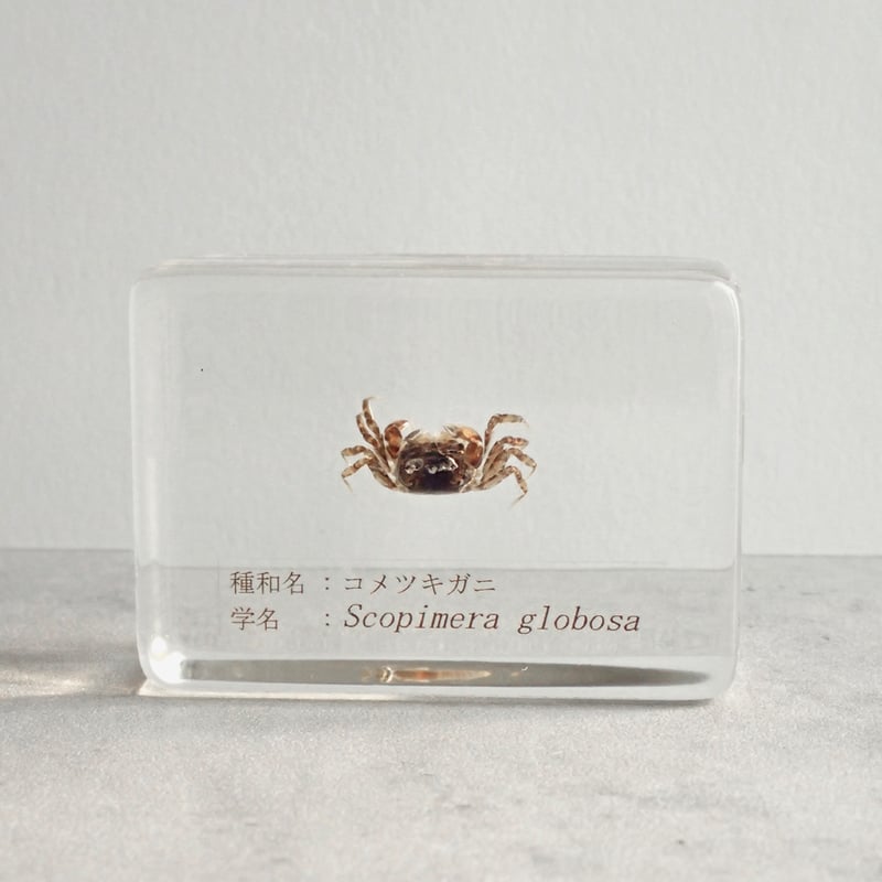 コメツキガニ樹脂封入標本 S (木製標本箱入り) | Atelier BIOTA