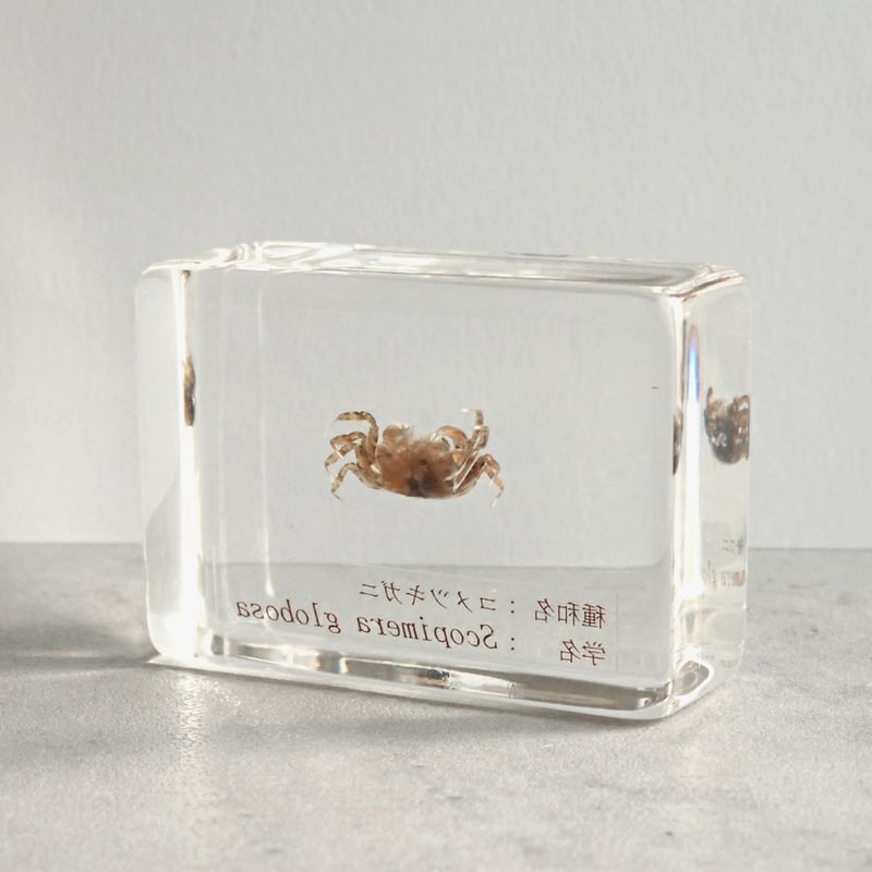 コメツキガニ樹脂封入標本 S (木製標本箱入り) | Atelier BIOTA