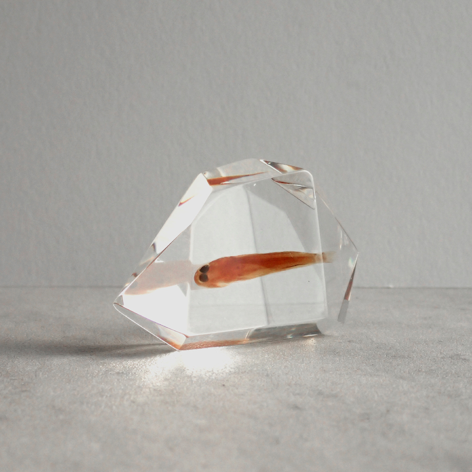 魚類標本 413T2ZQiWLL._UF894,1000_QL80_.jpg