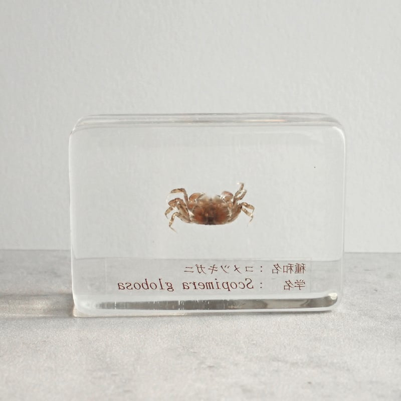 シ*ン様 カブトガニ 標本 木製ケース入り　国産 楽天市場】【公式】つくるんです 3Dウッドパズル 絶滅危惧種