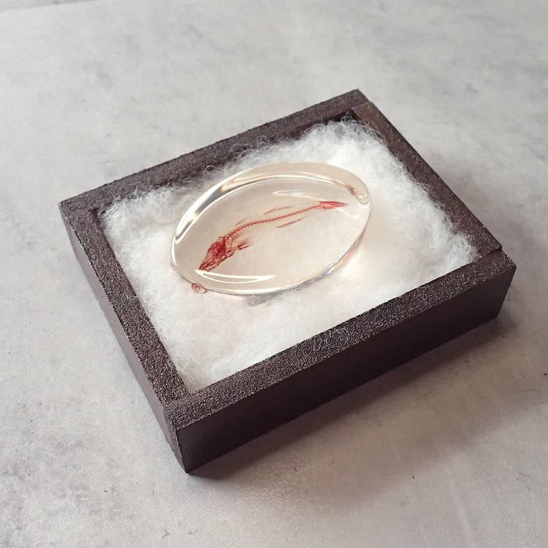 魚類単色染色樹脂封入標本 M (木製標本箱入り) | Atelier BIOTA