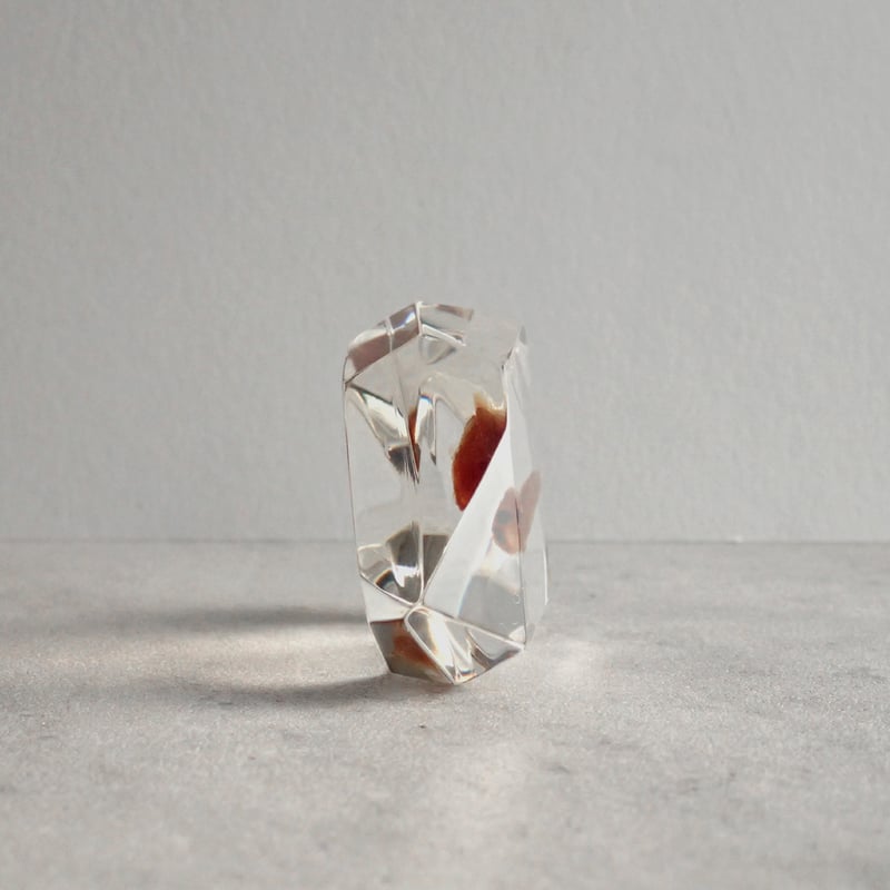 魚類樹脂封入標本 C (木製標本箱入り) | Atelier BIOTA