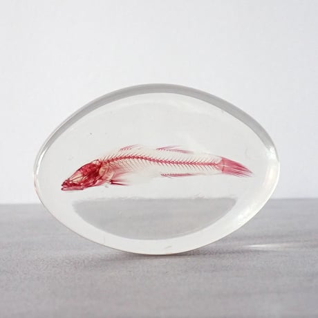 透明標本 | STORES