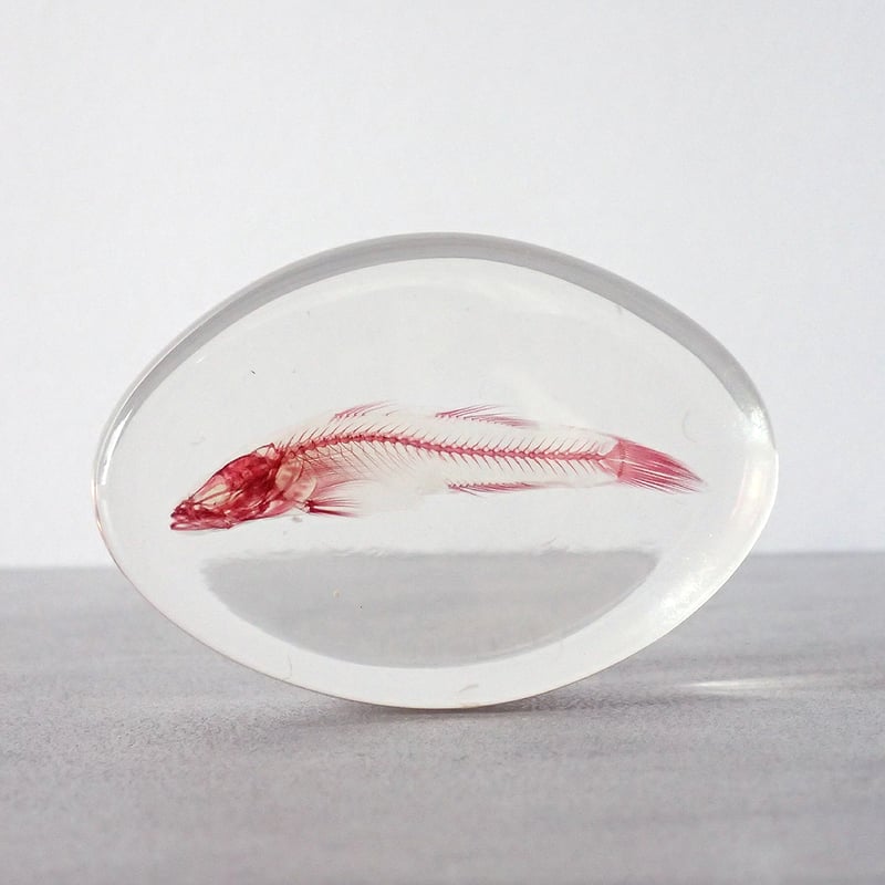魚類単色染色樹脂封入標本 M (木製標本箱入り) | Atelier BIOTA