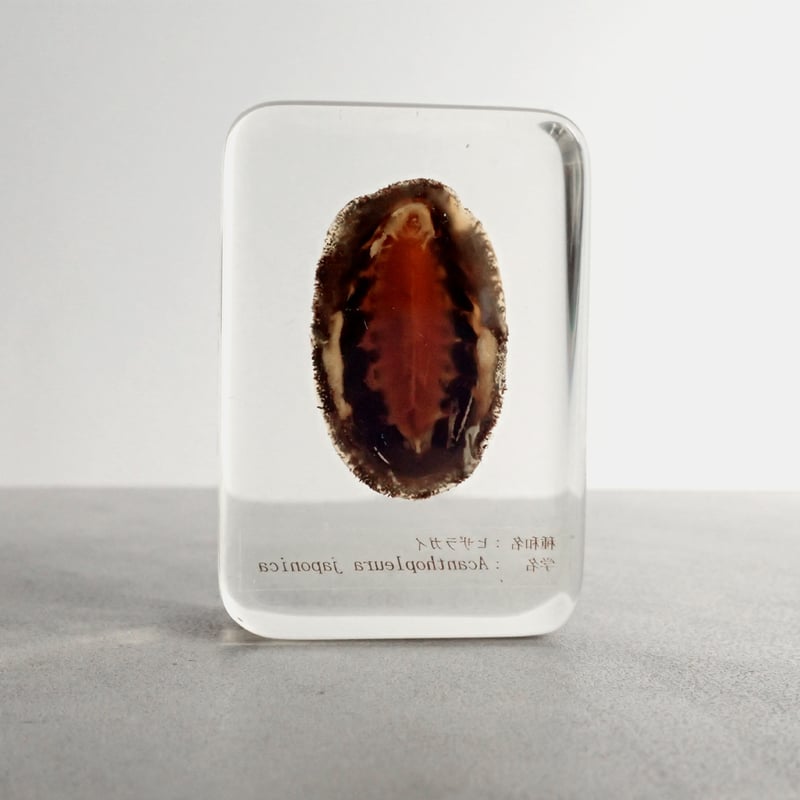 ヒザラガイ樹脂封入標本 M (木製標本箱入り) | Atelier BIOTA