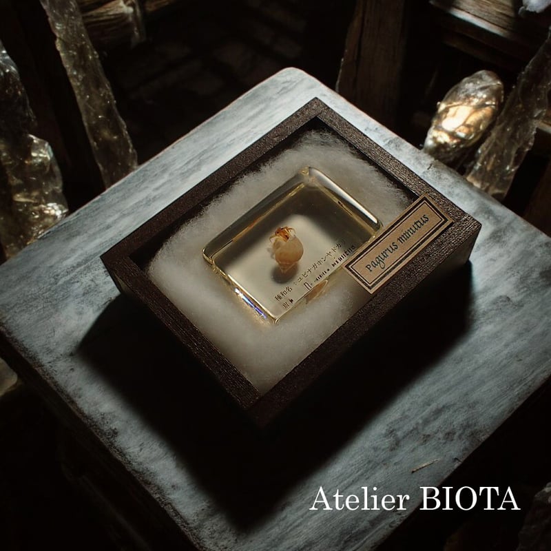 ユビナガホンヤドカリ樹脂封入標本 S (木製標本箱入り) | Atelier BIOTA