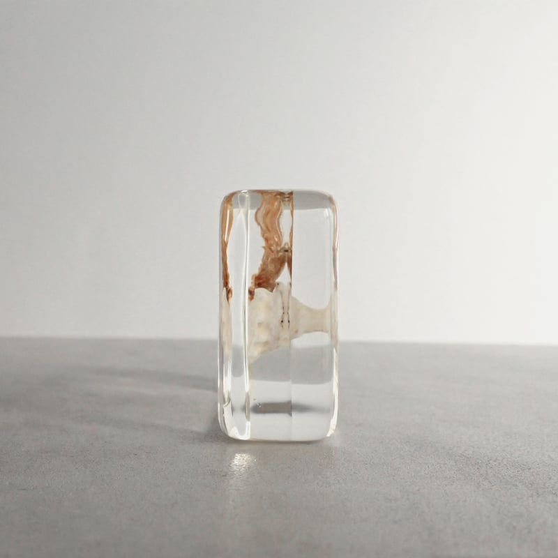 ユビナガホンヤドカリ樹脂封入標本 M (木製標本箱入り) | Atelier BIOTA