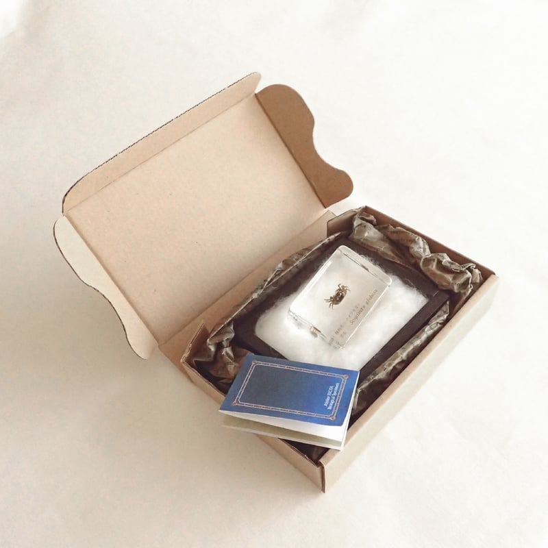 シ*ン様 カブトガニ 標本 木製ケース入り　国産 シ*ン様 カブトガニ 標本 木製ケース入り 国産 シ*ン様