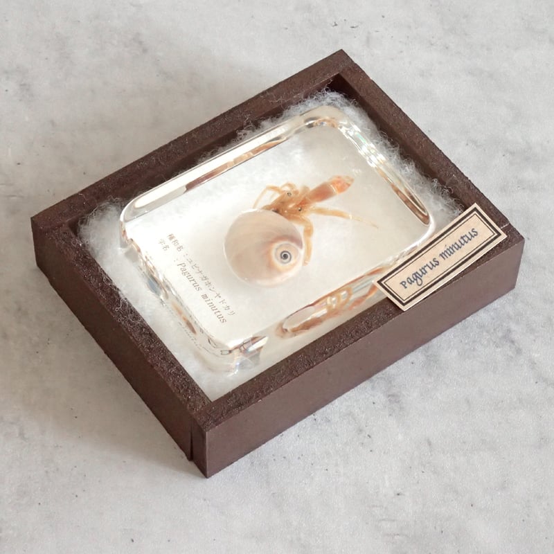 ユビナガホンヤドカリ樹脂封入標本 L (木製標本箱入り) | Atelier BIOTA