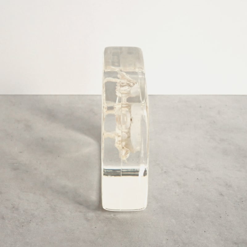 クダヒゲガニ科の一種樹脂封入標本 L (木製標本箱入り) | Atelier BIOTA