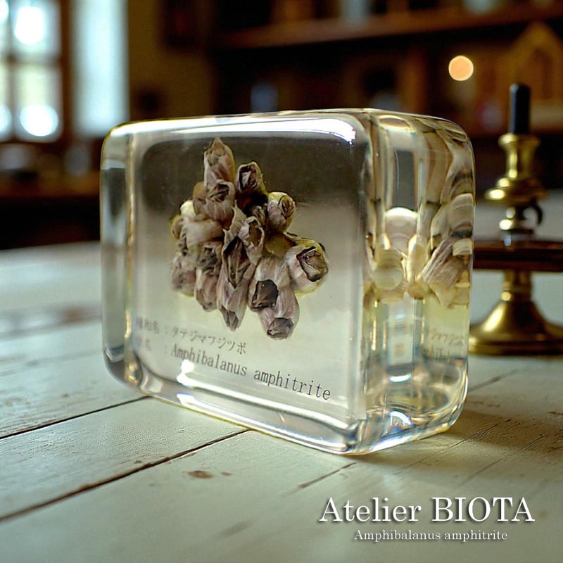 タテジマフジツボ樹脂封入標本 M (木製標本箱入り) | Atelier BIOTA