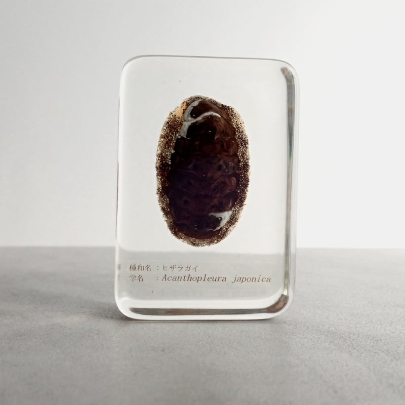 樹脂封入シロアリ女王卵巣標本 70mm★本当に珍しい標本★ 樹脂封入シロアリ女王卵巣標本 70mm☆本当に珍しい標本☆