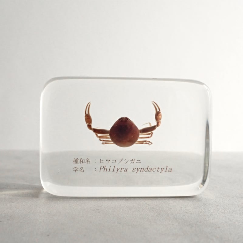 ヒラコブシガニ樹脂封入標本 M (木製標本箱入り) | Atelier BIOTA