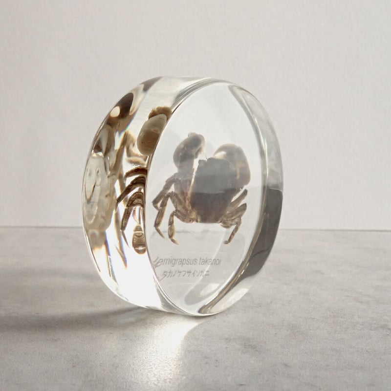 タカノケフサイソガニ樹脂封入標本 L (木製標本箱入り) | Atelier BIOTA