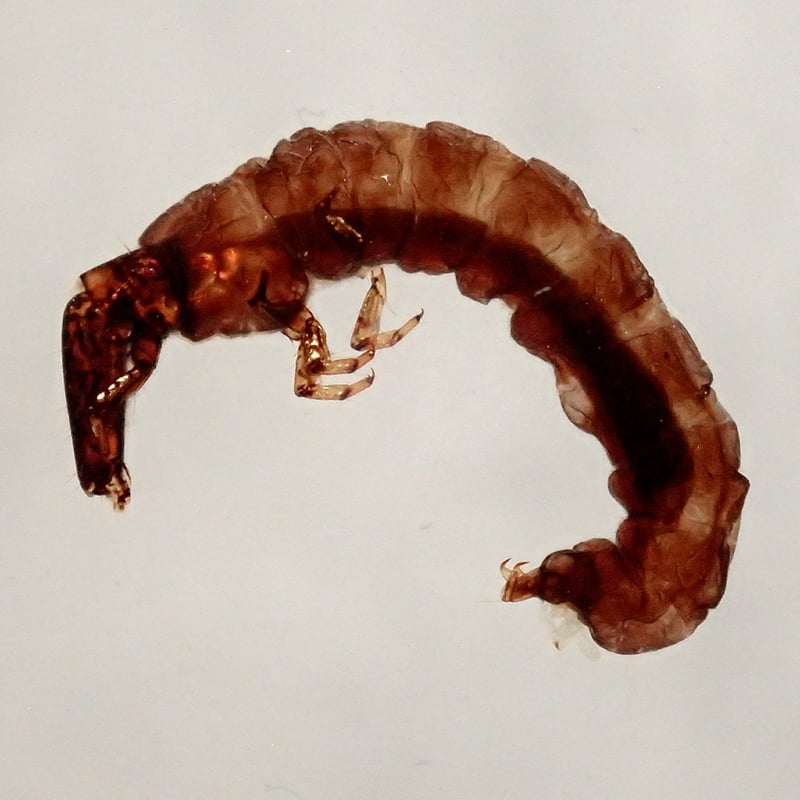 ヒゲナガカワトビケラ樹脂封入標本 M (木製標本箱入り) | Atelier BIOTA