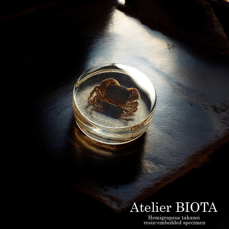 タカノケフサイソガニ樹脂封入標本 L (木製標本箱入り) | Atelier BIOTA