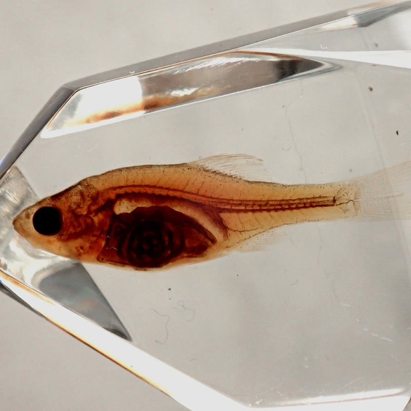 魚類樹脂封入標本 C (木製標本箱入り) | Atelier BIOTA