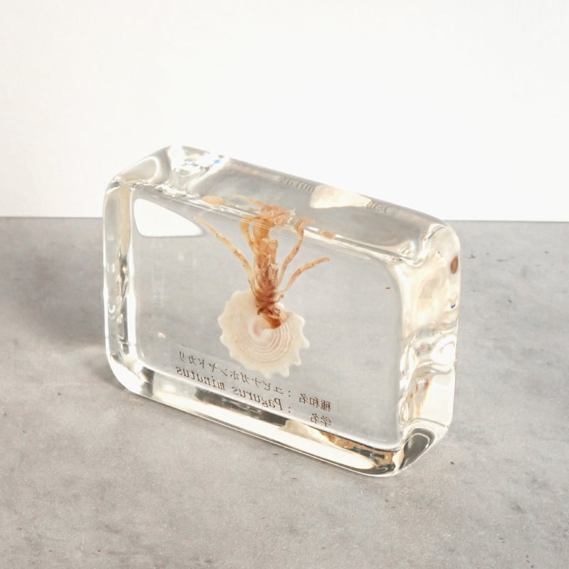ユビナガホンヤドカリ樹脂封入標本 M (木製標本箱入り) | Atelier BIOTA