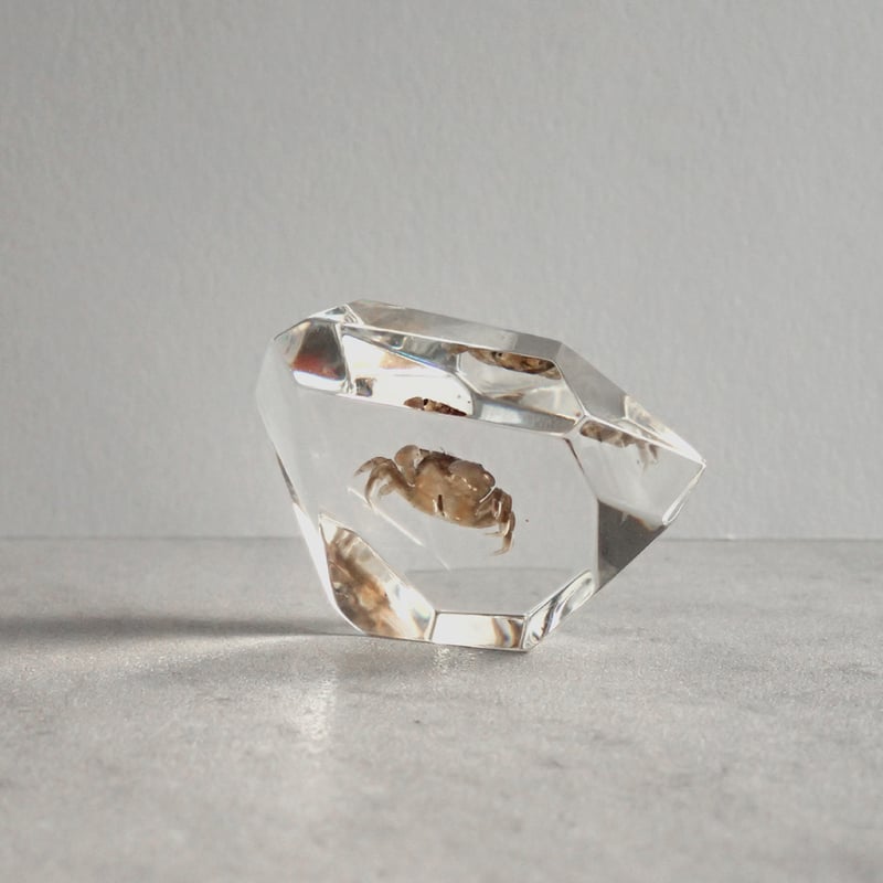 カニ類樹脂封入標本 C (木製標本箱入り) | Atelier BIOTA