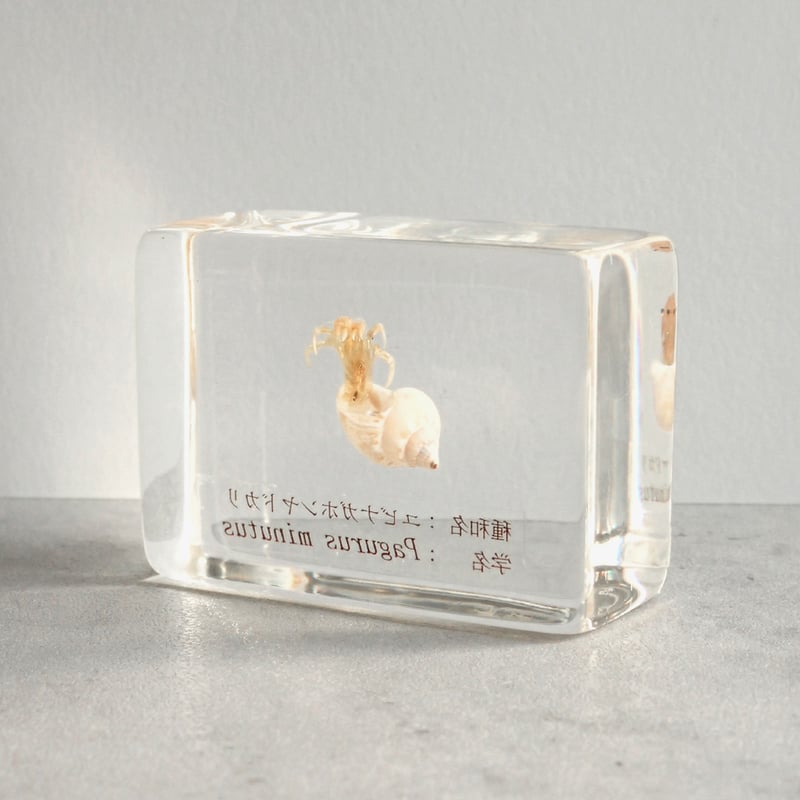 ユビナガホンヤドカリ樹脂封入標本 S (木製標本箱入り) | Atelier BIOTA