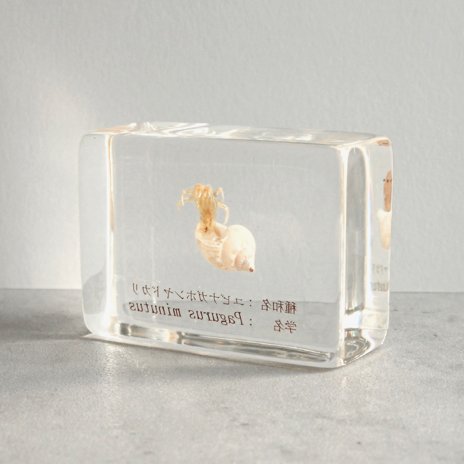 ユビナガホンヤドカリ樹脂封入標本 S (木製標本箱入り) | Atelier BIOTA