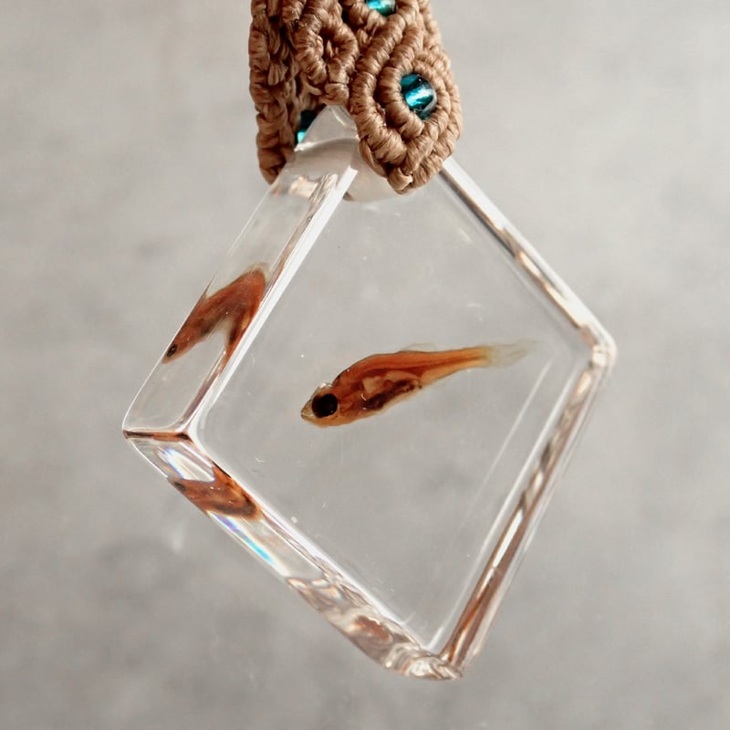 魚類標本 413T2ZQiWLL._UF894,1000_QL80_.jpg