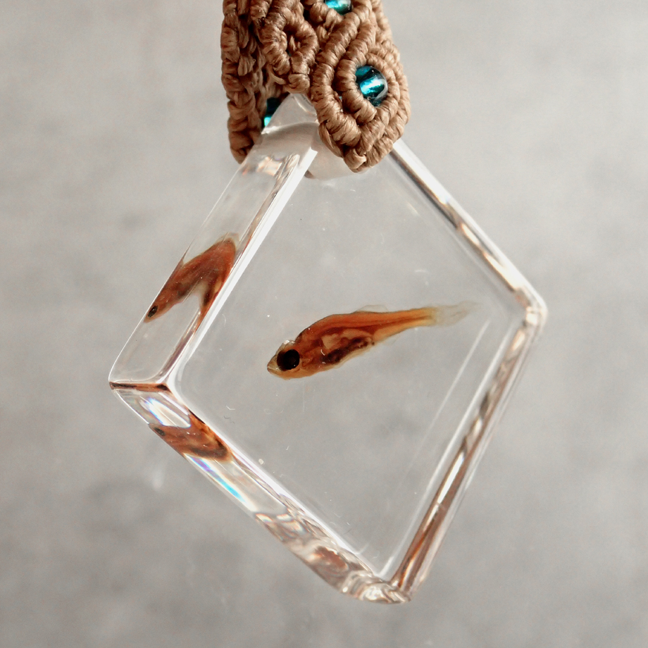 昆虫標本とおまけの魚の標本キーホルダー 魚類樹脂封入標本キーホルダー | Atelier BIOTA