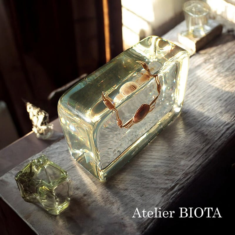 シ*ン様 カブトガニ 標本 木製ケース入り 国産 カブトガニ 標本 木製