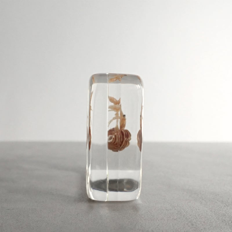 ユビナガホンヤドカリ樹脂封入標本 M (木製標本箱入り) | Atelier BIOTA