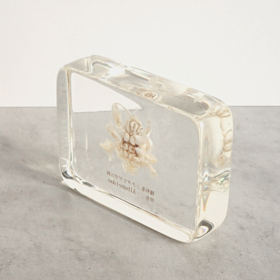 クダヒゲガニ科の一種樹脂封入標本 L (木製標本箱入り) | Atelier BIOTA