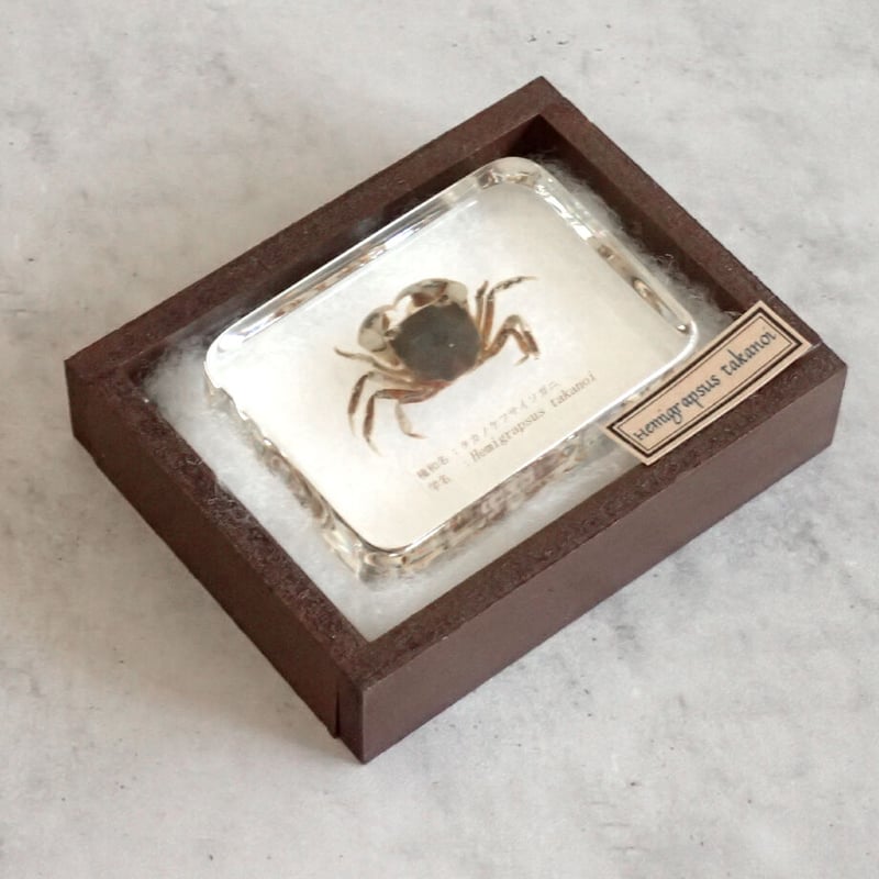 タカノケフサイソガニ樹脂封入標本 L (木製標本箱入り) | Atelier BIOTA