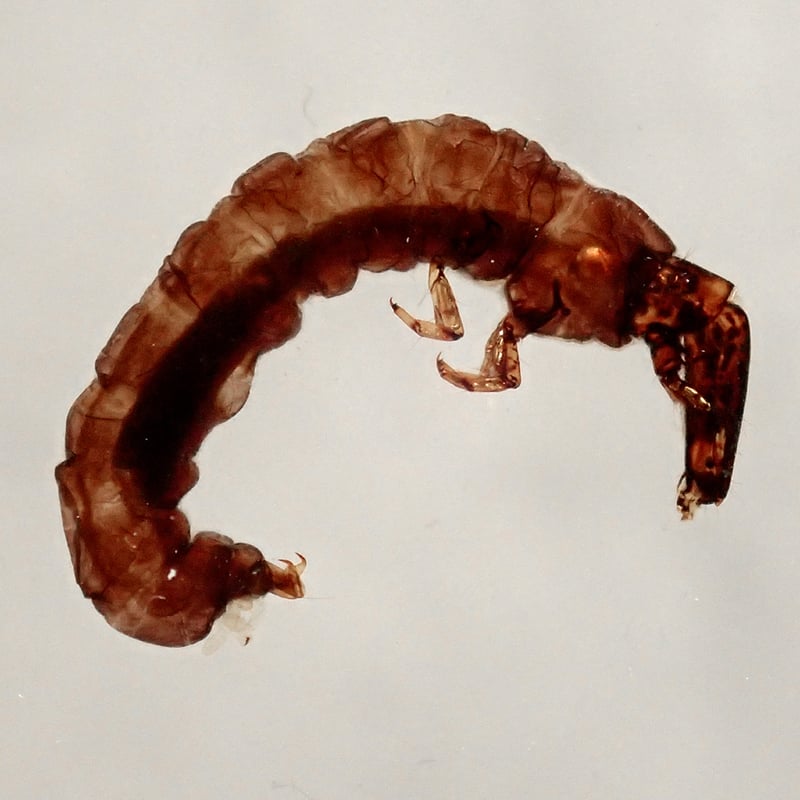 ヒゲナガカワトビケラ樹脂封入標本 M (木製標本箱入り) | Atelier BIOTA